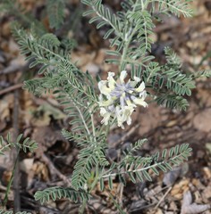 Sophora nuttalliana