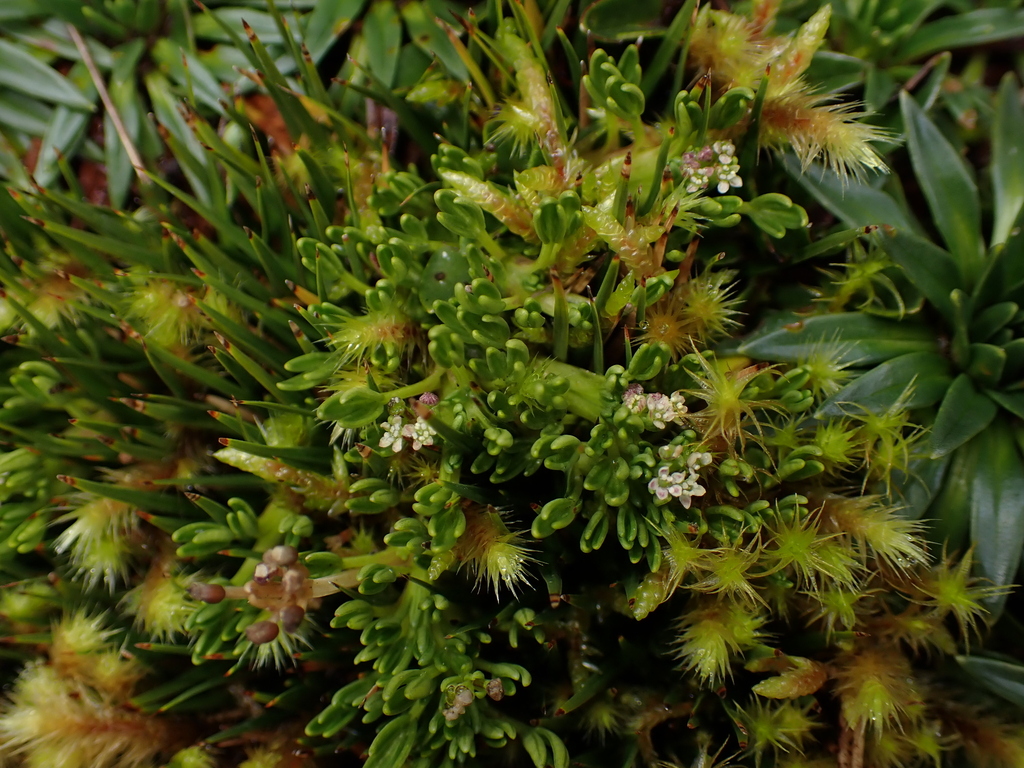 Niphogeton azorelloides