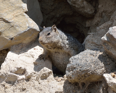 Otospermophilus variegatus
