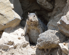 Otospermophilus variegatus