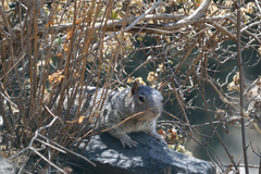 Otospermophilus variegatus