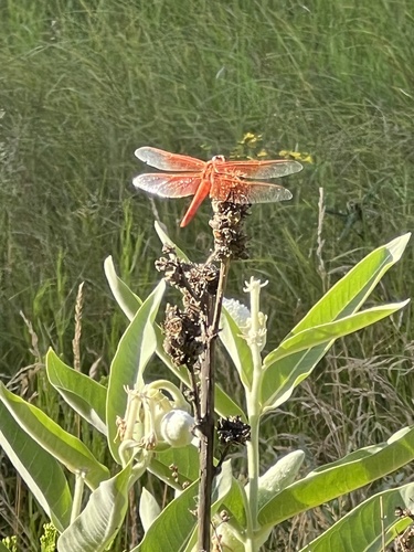 iNaturalist observation photo of Flame Skimmer