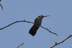 Cynanthus latirostris