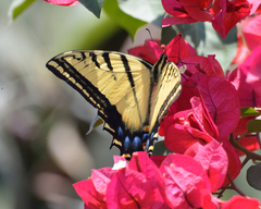 Papilio multicaudata