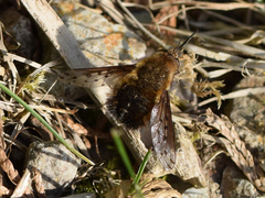 Bombylius discolor