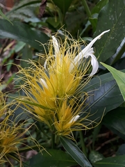 Justicia croceochlamys