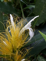 Justicia croceochlamys