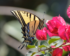 Papilio multicaudata