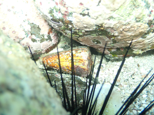 Conus princeps observed 2026-07-17