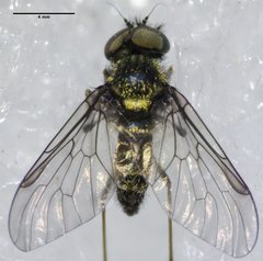 Chrysopilus tomentosus