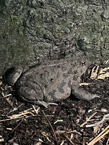 iNaturalist observation photo of Western Toad
