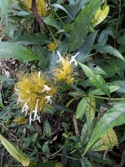 Justicia croceochlamys