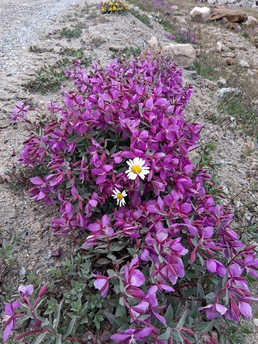 Dwarf Fireweed