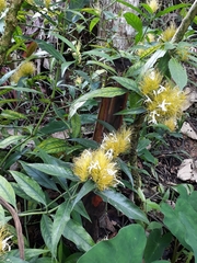 Justicia croceochlamys