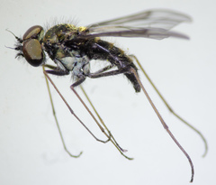 Chrysopilus tomentosus