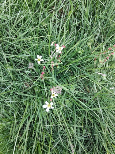 Nodding Saxifrage