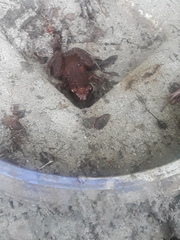 Eleutherodactylus planirostris