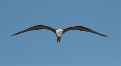 Fregata magnificens
