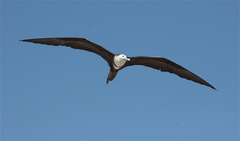 Fregata magnificens