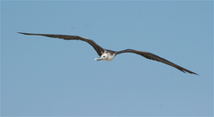 Fregata magnificens