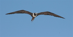Fregata magnificens