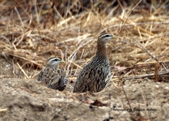 Pternistis bicalcaratus