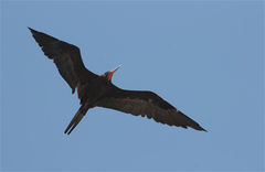 Fregata magnificens