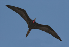 Fregata magnificens