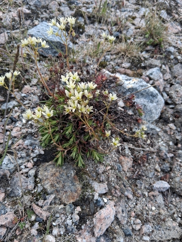 Prickly Saxifrage