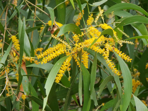 Acacia auriculiformis