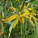 Acacia auriculiformis - Photo (c) 106611639464075912591, algunos derechos reservados (CC BY-NC-SA), uploaded by Jonathan Hiew
