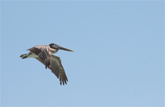 Pelecanus occidentalis