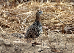 Pternistis bicalcaratus