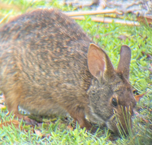 Marsh Rabbit observed by diego26252