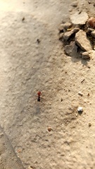 Myrmecocystus