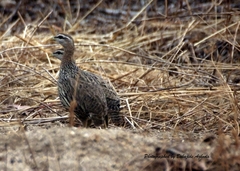Pternistis bicalcaratus