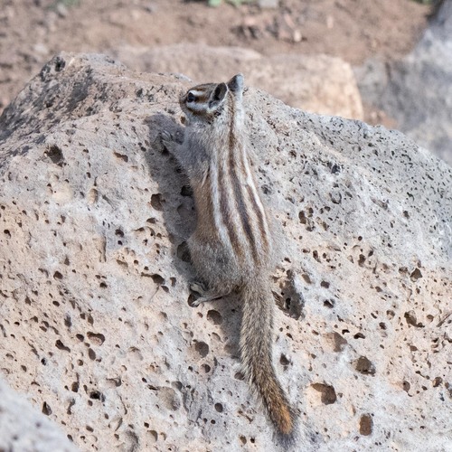 Gray-footed Chipmunk observed by carol1086