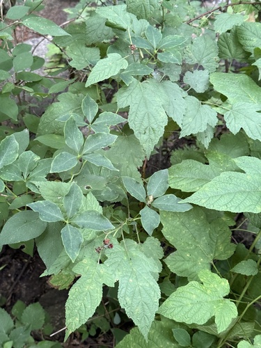Codonopsis lanceolata, photograph 5