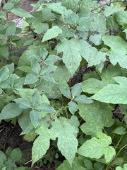 Codonopsis lanceolata, photograph (c) Jane Charlen, some rights reserved (CC BY)
