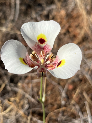 Calochortus superbus, photograph 5
