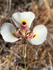 Calochortus superbus, photograph author not stated, no rights reserved