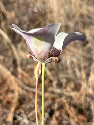 Calochortus superbus, photograph 6