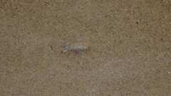 Cyprinodon salinus salinus