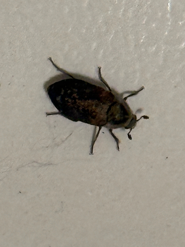 Dermestes carnivorus, 2026-07-18