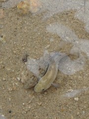 Cyprinodon salinus salinus