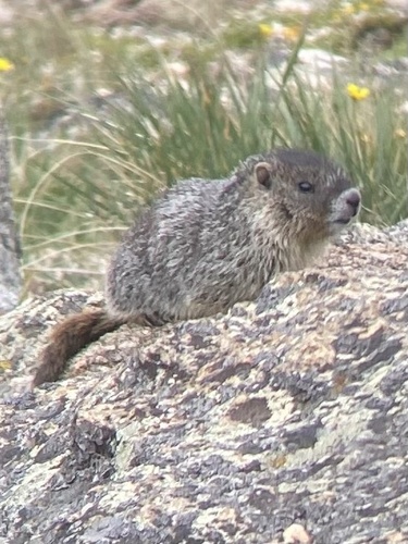 Yellow-bellied Marmot observed by jprice12