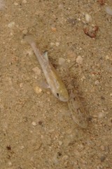 Cyprinodon salinus salinus