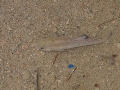 Cyprinodon salinus salinus
