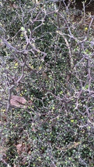 Corokia cotoneaster
