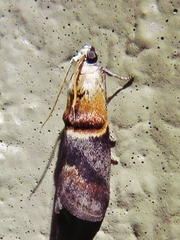 Acrobasis demotella